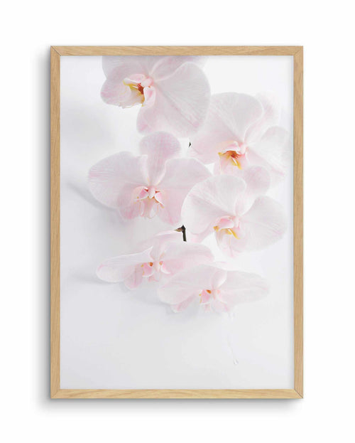 Phalaenopsis I Art Print-PRINT-Olive et Oriel-Olive et Oriel-A5 | 5.8" x 8.3" | 14.8 x 21cm-Oak-With White Border-Buy-Australian-Art-Prints-Online-with-Olive-et-Oriel-Your-Artwork-Specialists-Austrailia-Decorate-With-Coastal-Photo-Wall-Art-Prints-From-Our-Beach-House-Artwork-Collection-Fine-Poster-and-Framed-Artwork