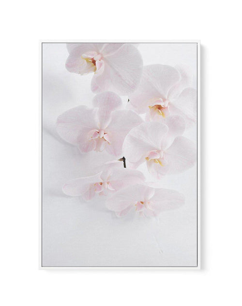 Phalaenopsis I | Framed Canvas-CANVAS-You can shop wall art online with Olive et Oriel for everything from abstract art to fun kids wall art. Our beautiful modern art prints and canvas art are available from large canvas prints to wall art paintings and our proudly Australian artwork collection offers only the highest quality framed large wall art and canvas art Australia - You can buy fashion photography prints or Hampton print posters and paintings on canvas from Olive et Oriel and have them d
