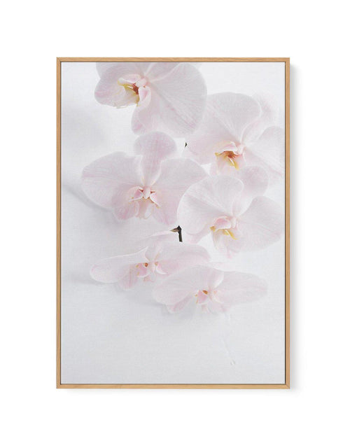 Phalaenopsis I | Framed Canvas-CANVAS-You can shop wall art online with Olive et Oriel for everything from abstract art to fun kids wall art. Our beautiful modern art prints and canvas art are available from large canvas prints to wall art paintings and our proudly Australian artwork collection offers only the highest quality framed large wall art and canvas art Australia - You can buy fashion photography prints or Hampton print posters and paintings on canvas from Olive et Oriel and have them d