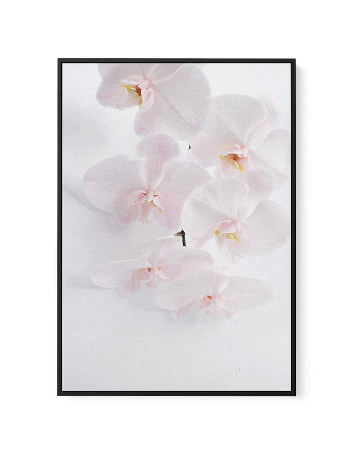 Phalaenopsis I | Framed Canvas-CANVAS-You can shop wall art online with Olive et Oriel for everything from abstract art to fun kids wall art. Our beautiful modern art prints and canvas art are available from large canvas prints to wall art paintings and our proudly Australian artwork collection offers only the highest quality framed large wall art and canvas art Australia - You can buy fashion photography prints or Hampton print posters and paintings on canvas from Olive et Oriel and have them d