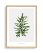 Philodenron Palm Art Print-PRINT-Olive et Oriel-Olive et Oriel-A5 | 5.8" x 8.3" | 14.8 x 21cm-Oak-With White Border-Buy-Australian-Art-Prints-Online-with-Olive-et-Oriel-Your-Artwork-Specialists-Austrailia-Decorate-With-Coastal-Photo-Wall-Art-Prints-From-Our-Beach-House-Artwork-Collection-Fine-Poster-and-Framed-Artwork