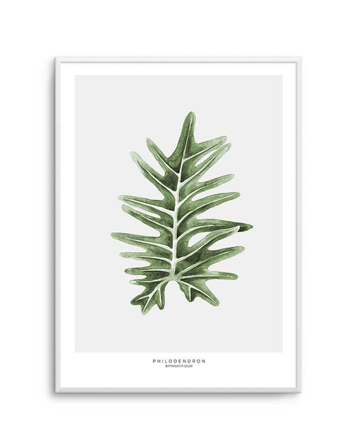 Philodenron Palm Art Print-PRINT-Olive et Oriel-Olive et Oriel-A5 | 5.8" x 8.3" | 14.8 x 21cm-Unframed Art Print-With White Border-Buy-Australian-Art-Prints-Online-with-Olive-et-Oriel-Your-Artwork-Specialists-Austrailia-Decorate-With-Coastal-Photo-Wall-Art-Prints-From-Our-Beach-House-Artwork-Collection-Fine-Poster-and-Framed-Artwork