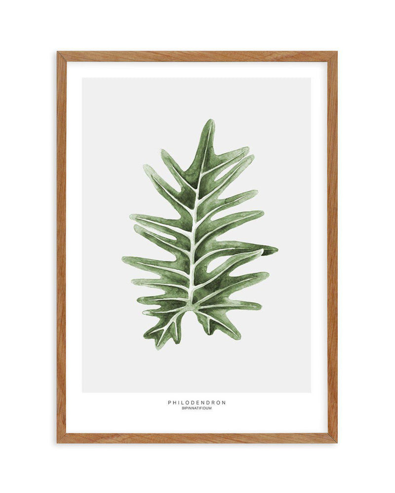 Philodenron Palm Art Print-PRINT-Olive et Oriel-Olive et Oriel-50x70 cm | 19.6" x 27.5"-Walnut-With White Border-Buy-Australian-Art-Prints-Online-with-Olive-et-Oriel-Your-Artwork-Specialists-Austrailia-Decorate-With-Coastal-Photo-Wall-Art-Prints-From-Our-Beach-House-Artwork-Collection-Fine-Poster-and-Framed-Artwork