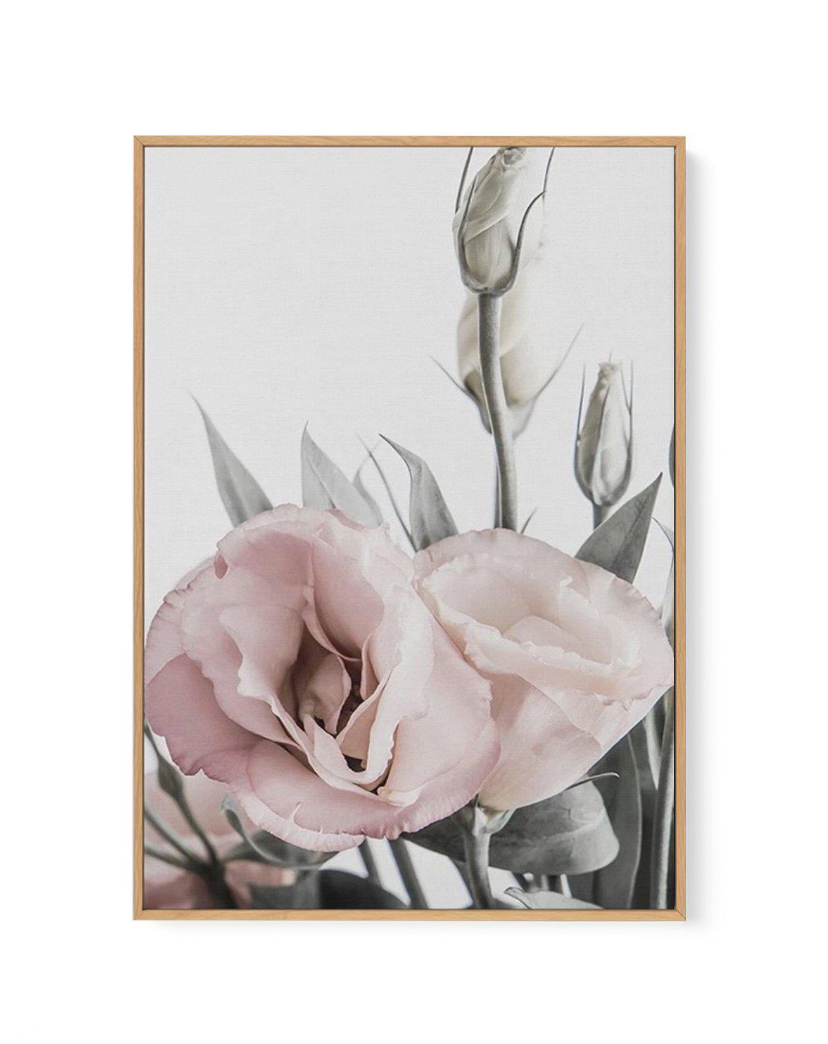 Pink Lisianthus I | Framed Canvas-CANVAS-You can shop wall art online with Olive et Oriel for everything from abstract art to fun kids wall art. Our beautiful modern art prints and canvas art are available from large canvas prints to wall art paintings and our proudly Australian artwork collection offers only the highest quality framed large wall art and canvas art Australia - You can buy fashion photography prints or Hampton print posters and paintings on canvas from Olive et Oriel and have the