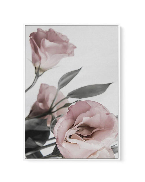 Pink Lisianthus II | Framed Canvas-CANVAS-You can shop wall art online with Olive et Oriel for everything from abstract art to fun kids wall art. Our beautiful modern art prints and canvas art are available from large canvas prints to wall art paintings and our proudly Australian artwork collection offers only the highest quality framed large wall art and canvas art Australia - You can buy fashion photography prints or Hampton print posters and paintings on canvas from Olive et Oriel and have th