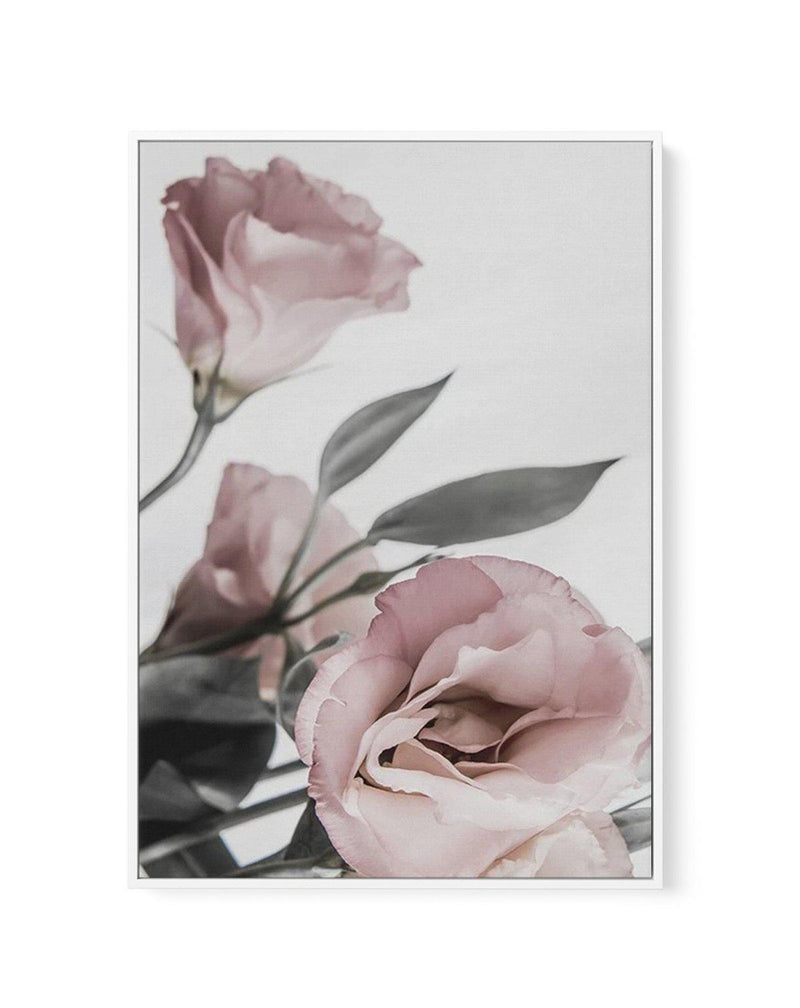 Pink Lisianthus II | Framed Canvas-CANVAS-You can shop wall art online with Olive et Oriel for everything from abstract art to fun kids wall art. Our beautiful modern art prints and canvas art are available from large canvas prints to wall art paintings and our proudly Australian artwork collection offers only the highest quality framed large wall art and canvas art Australia - You can buy fashion photography prints or Hampton print posters and paintings on canvas from Olive et Oriel and have th