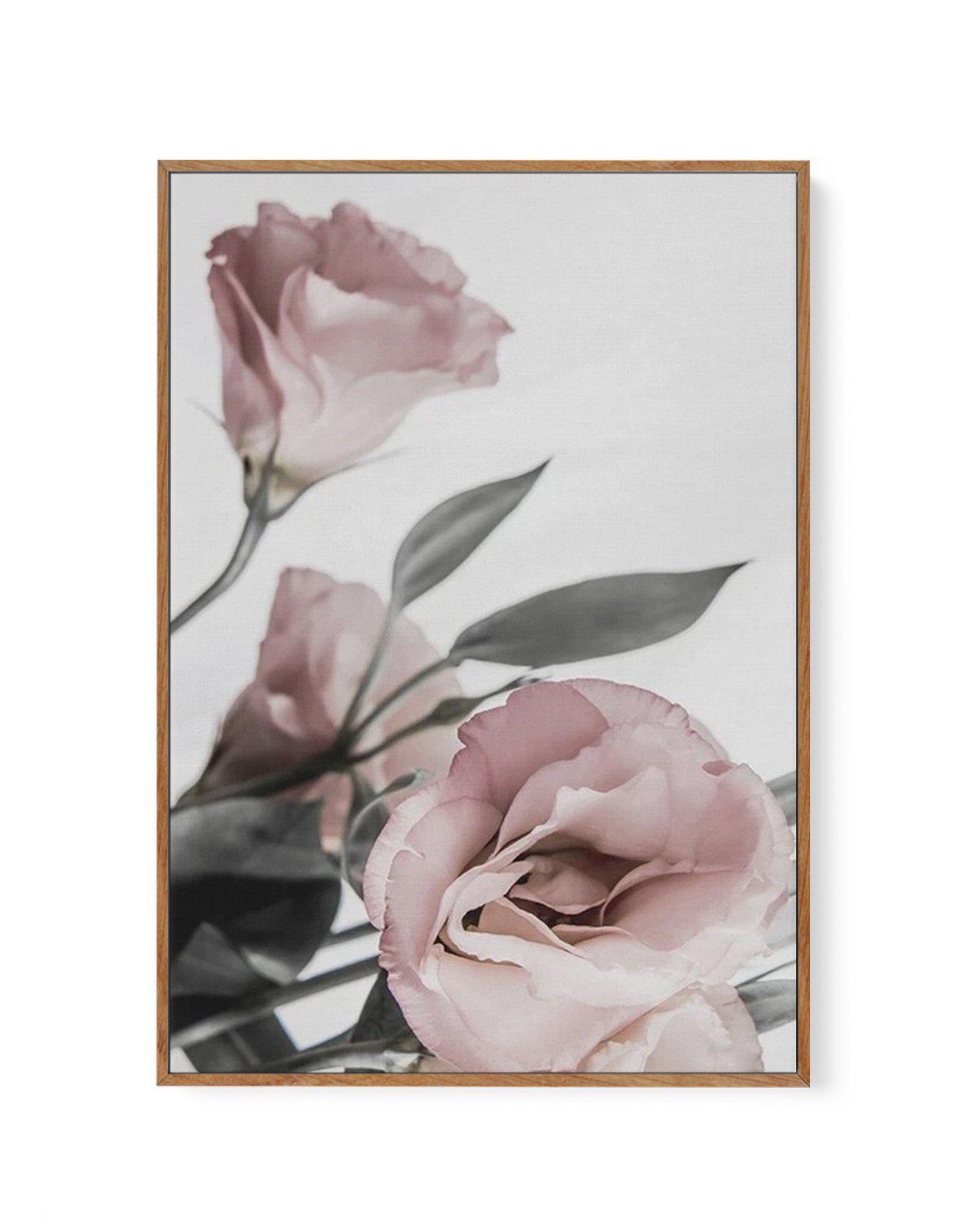 Pink Lisianthus II | Framed Canvas-CANVAS-You can shop wall art online with Olive et Oriel for everything from abstract art to fun kids wall art. Our beautiful modern art prints and canvas art are available from large canvas prints to wall art paintings and our proudly Australian artwork collection offers only the highest quality framed large wall art and canvas art Australia - You can buy fashion photography prints or Hampton print posters and paintings on canvas from Olive et Oriel and have th