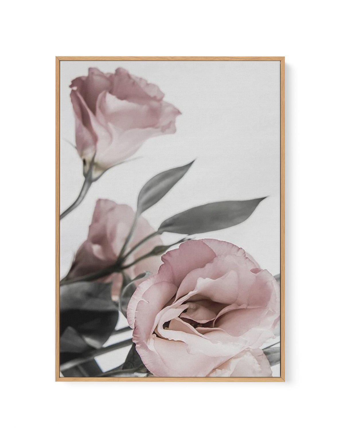 Pink Lisianthus II | Framed Canvas-CANVAS-You can shop wall art online with Olive et Oriel for everything from abstract art to fun kids wall art. Our beautiful modern art prints and canvas art are available from large canvas prints to wall art paintings and our proudly Australian artwork collection offers only the highest quality framed large wall art and canvas art Australia - You can buy fashion photography prints or Hampton print posters and paintings on canvas from Olive et Oriel and have th