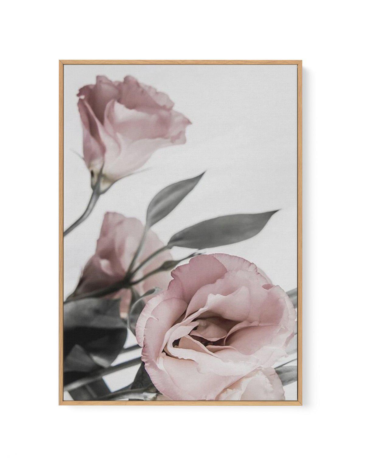 Pink Lisianthus II | Framed Canvas-CANVAS-You can shop wall art online with Olive et Oriel for everything from abstract art to fun kids wall art. Our beautiful modern art prints and canvas art are available from large canvas prints to wall art paintings and our proudly Australian artwork collection offers only the highest quality framed large wall art and canvas art Australia - You can buy fashion photography prints or Hampton print posters and paintings on canvas from Olive et Oriel and have th