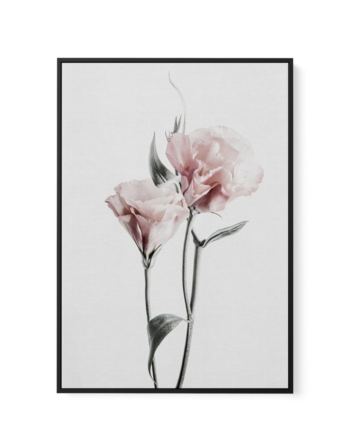 Pink Lisianthus III | Framed Canvas-CANVAS-You can shop wall art online with Olive et Oriel for everything from abstract art to fun kids wall art. Our beautiful modern art prints and canvas art are available from large canvas prints to wall art paintings and our proudly Australian artwork collection offers only the highest quality framed large wall art and canvas art Australia - You can buy fashion photography prints or Hampton print posters and paintings on canvas from Olive et Oriel and have t