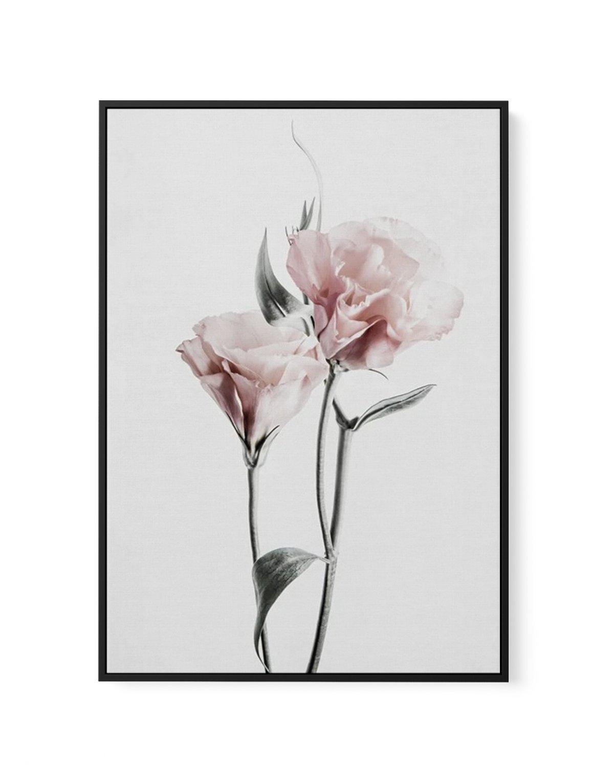 Pink Lisianthus III | Framed Canvas-CANVAS-You can shop wall art online with Olive et Oriel for everything from abstract art to fun kids wall art. Our beautiful modern art prints and canvas art are available from large canvas prints to wall art paintings and our proudly Australian artwork collection offers only the highest quality framed large wall art and canvas art Australia - You can buy fashion photography prints or Hampton print posters and paintings on canvas from Olive et Oriel and have t