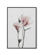 Pink Lisianthus III | Framed Canvas-CANVAS-You can shop wall art online with Olive et Oriel for everything from abstract art to fun kids wall art. Our beautiful modern art prints and canvas art are available from large canvas prints to wall art paintings and our proudly Australian artwork collection offers only the highest quality framed large wall art and canvas art Australia - You can buy fashion photography prints or Hampton print posters and paintings on canvas from Olive et Oriel and have t
