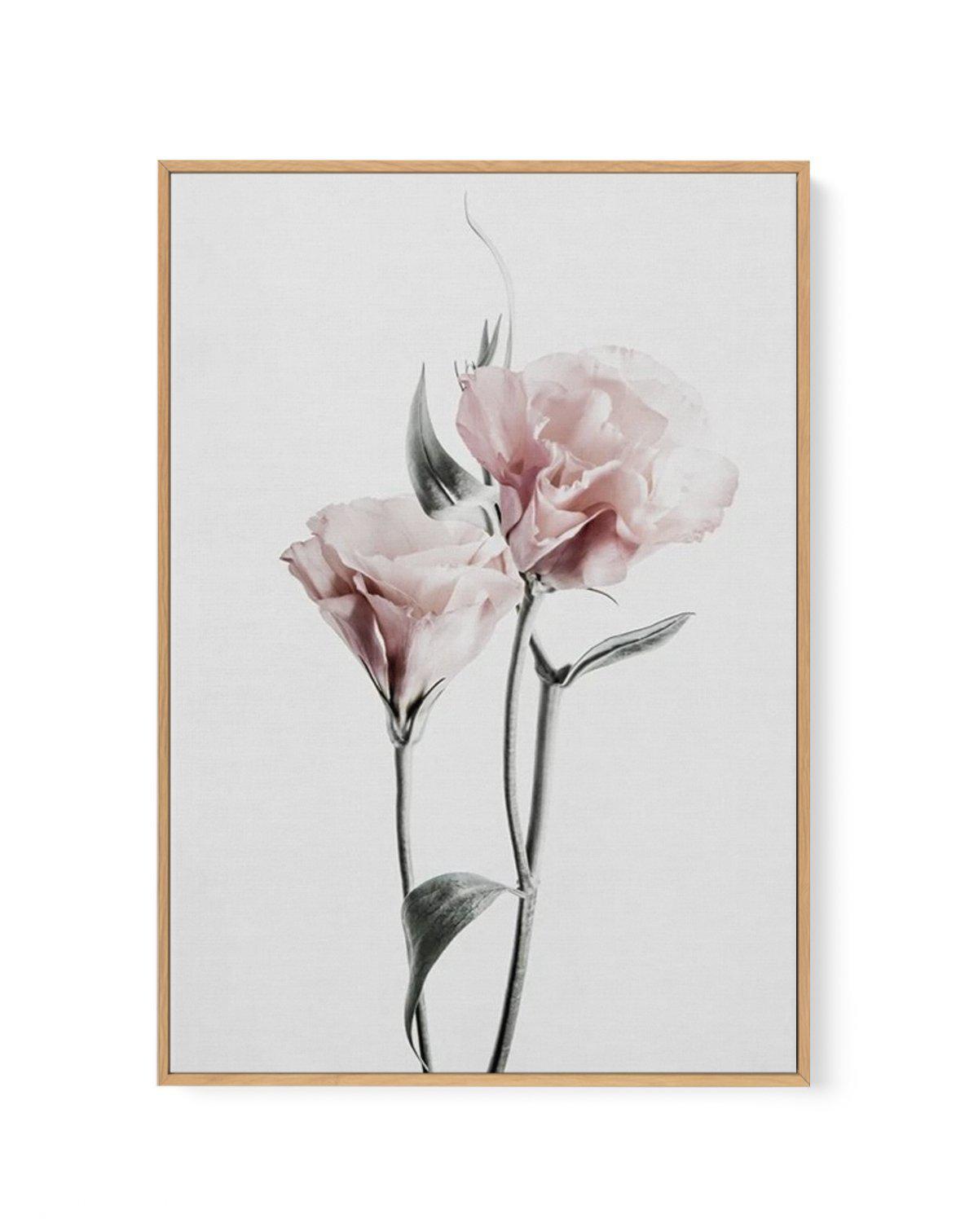 Pink Lisianthus III | Framed Canvas-CANVAS-You can shop wall art online with Olive et Oriel for everything from abstract art to fun kids wall art. Our beautiful modern art prints and canvas art are available from large canvas prints to wall art paintings and our proudly Australian artwork collection offers only the highest quality framed large wall art and canvas art Australia - You can buy fashion photography prints or Hampton print posters and paintings on canvas from Olive et Oriel and have t