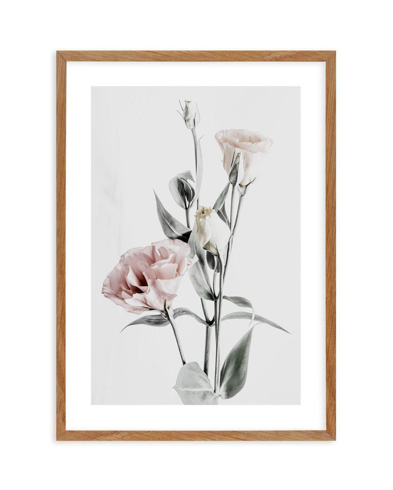 Pink Lisianthus IV Art Print-PRINT-Olive et Oriel-Olive et Oriel-50x70 cm | 19.6" x 27.5"-Walnut-With White Border-Buy-Australian-Art-Prints-Online-with-Olive-et-Oriel-Your-Artwork-Specialists-Austrailia-Decorate-With-Coastal-Photo-Wall-Art-Prints-From-Our-Beach-House-Artwork-Collection-Fine-Poster-and-Framed-Artwork