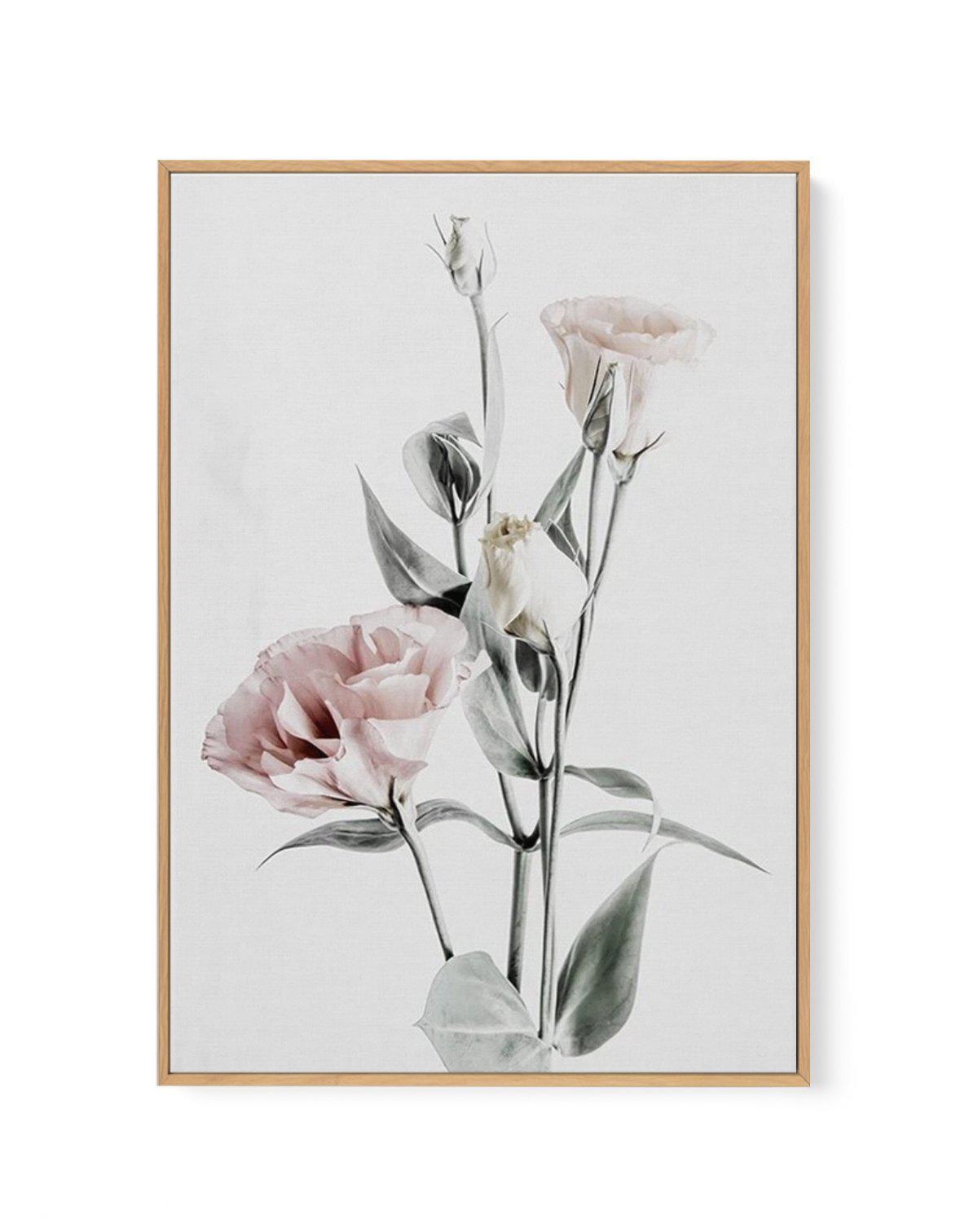 Pink Lisianthus IV | Framed Canvas-CANVAS-You can shop wall art online with Olive et Oriel for everything from abstract art to fun kids wall art. Our beautiful modern art prints and canvas art are available from large canvas prints to wall art paintings and our proudly Australian artwork collection offers only the highest quality framed large wall art and canvas art Australia - You can buy fashion photography prints or Hampton print posters and paintings on canvas from Olive et Oriel and have th