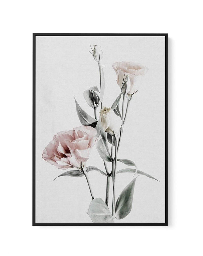 Pink Lisianthus IV | Framed Canvas-CANVAS-You can shop wall art online with Olive et Oriel for everything from abstract art to fun kids wall art. Our beautiful modern art prints and canvas art are available from large canvas prints to wall art paintings and our proudly Australian artwork collection offers only the highest quality framed large wall art and canvas art Australia - You can buy fashion photography prints or Hampton print posters and paintings on canvas from Olive et Oriel and have th