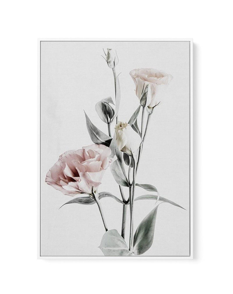 Pink Lisianthus IV | Framed Canvas-CANVAS-You can shop wall art online with Olive et Oriel for everything from abstract art to fun kids wall art. Our beautiful modern art prints and canvas art are available from large canvas prints to wall art paintings and our proudly Australian artwork collection offers only the highest quality framed large wall art and canvas art Australia - You can buy fashion photography prints or Hampton print posters and paintings on canvas from Olive et Oriel and have th