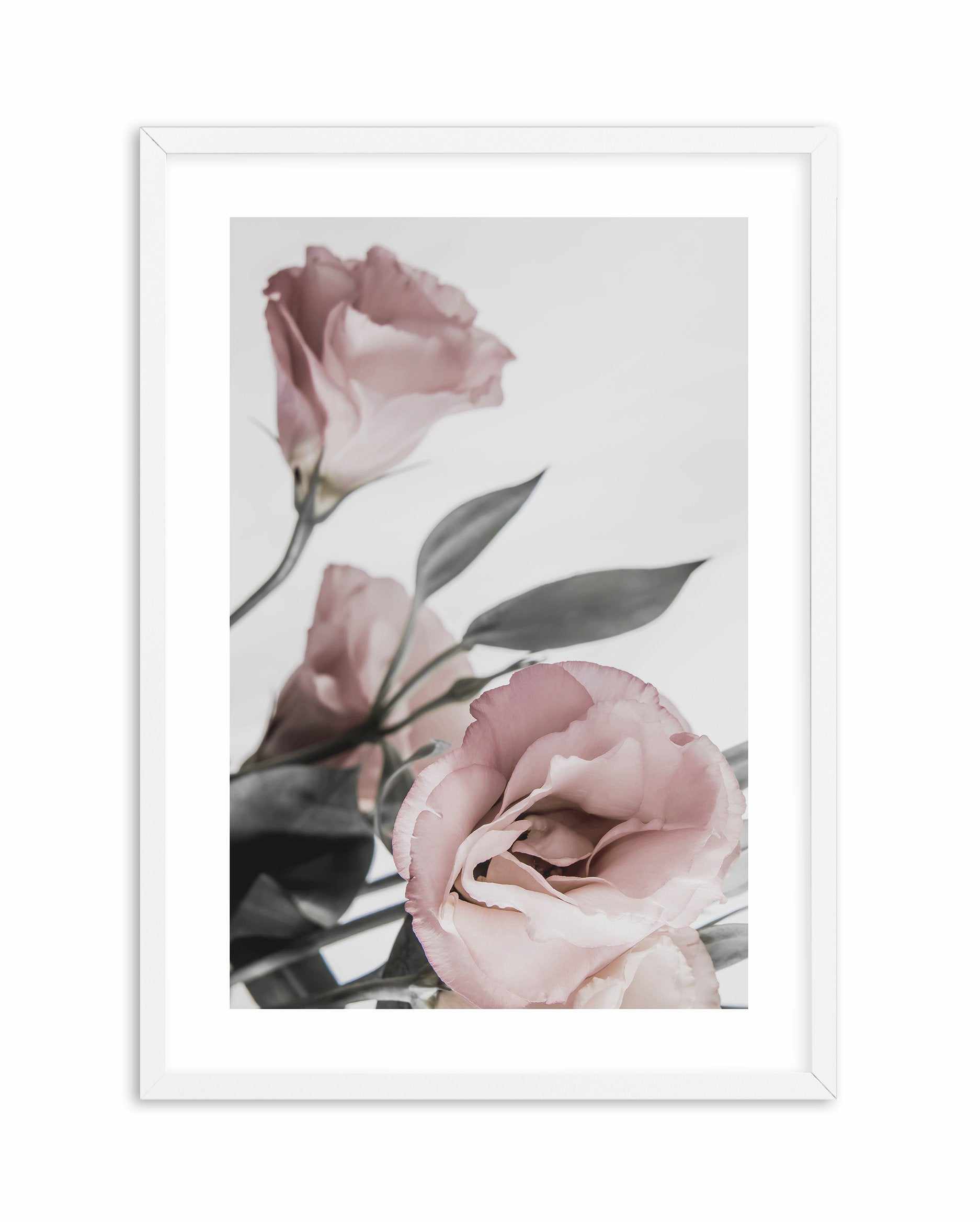 Pink Lisianthus II Art Print-PRINT-Olive et Oriel-Olive et Oriel-A4 | 8.3" x 11.7" | 21 x 29.7cm-White-With White Border-Buy-Australian-Art-Prints-Online-with-Olive-et-Oriel-Your-Artwork-Specialists-Austrailia-Decorate-With-Coastal-Photo-Wall-Art-Prints-From-Our-Beach-House-Artwork-Collection-Fine-Poster-and-Framed-Artwork