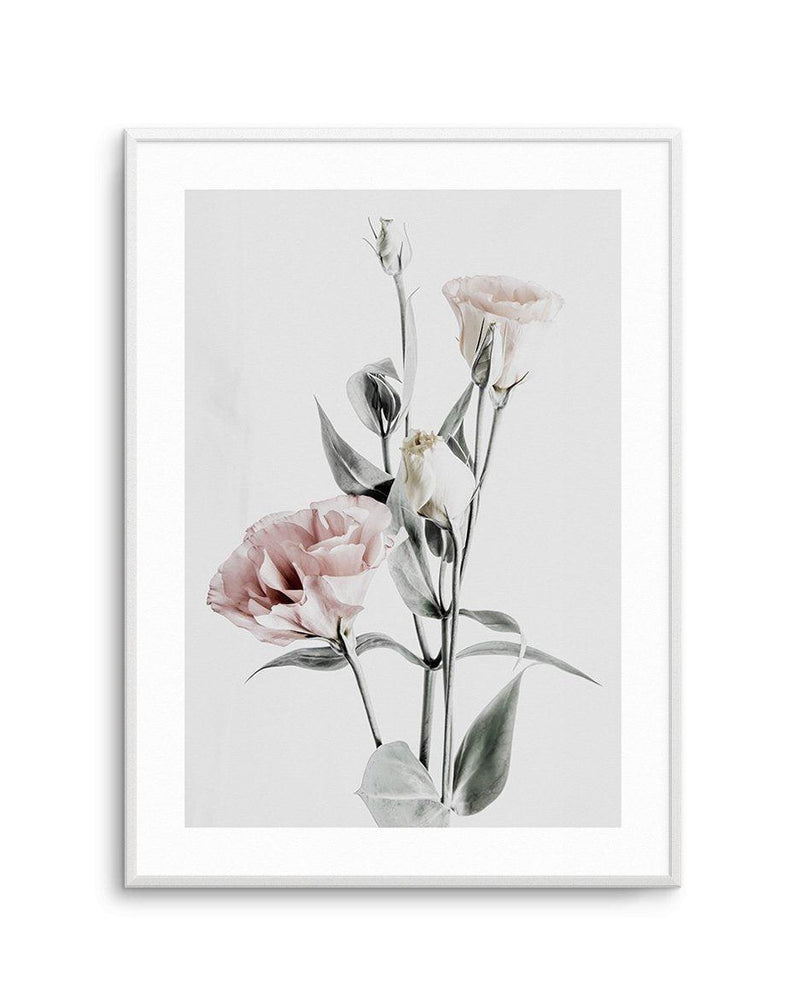 Pink Lisianthus IV Art Print-PRINT-Olive et Oriel-Olive et Oriel-A4 | 8.3" x 11.7" | 21 x 29.7cm-Unframed Art Print-With White Border-Buy-Australian-Art-Prints-Online-with-Olive-et-Oriel-Your-Artwork-Specialists-Austrailia-Decorate-With-Coastal-Photo-Wall-Art-Prints-From-Our-Beach-House-Artwork-Collection-Fine-Poster-and-Framed-Artwork