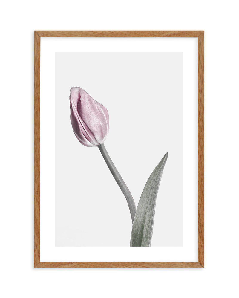 Pink Tulip Illustration I Art Print-PRINT-Olive et Oriel-Olive et Oriel-50x70 cm | 19.6" x 27.5"-Walnut-With White Border-Buy-Australian-Art-Prints-Online-with-Olive-et-Oriel-Your-Artwork-Specialists-Austrailia-Decorate-With-Coastal-Photo-Wall-Art-Prints-From-Our-Beach-House-Artwork-Collection-Fine-Poster-and-Framed-Artwork