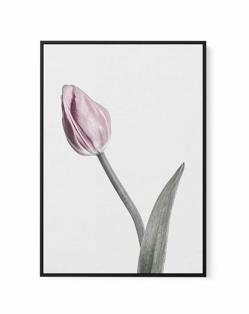 Pink Tulip Illustration I | Framed Canvas-CANVAS-You can shop wall art online with Olive et Oriel for everything from abstract art to fun kids wall art. Our beautiful modern art prints and canvas art are available from large canvas prints to wall art paintings and our proudly Australian artwork collection offers only the highest quality framed large wall art and canvas art Australia - You can buy fashion photography prints or Hampton print posters and paintings on canvas from Olive et Oriel and 