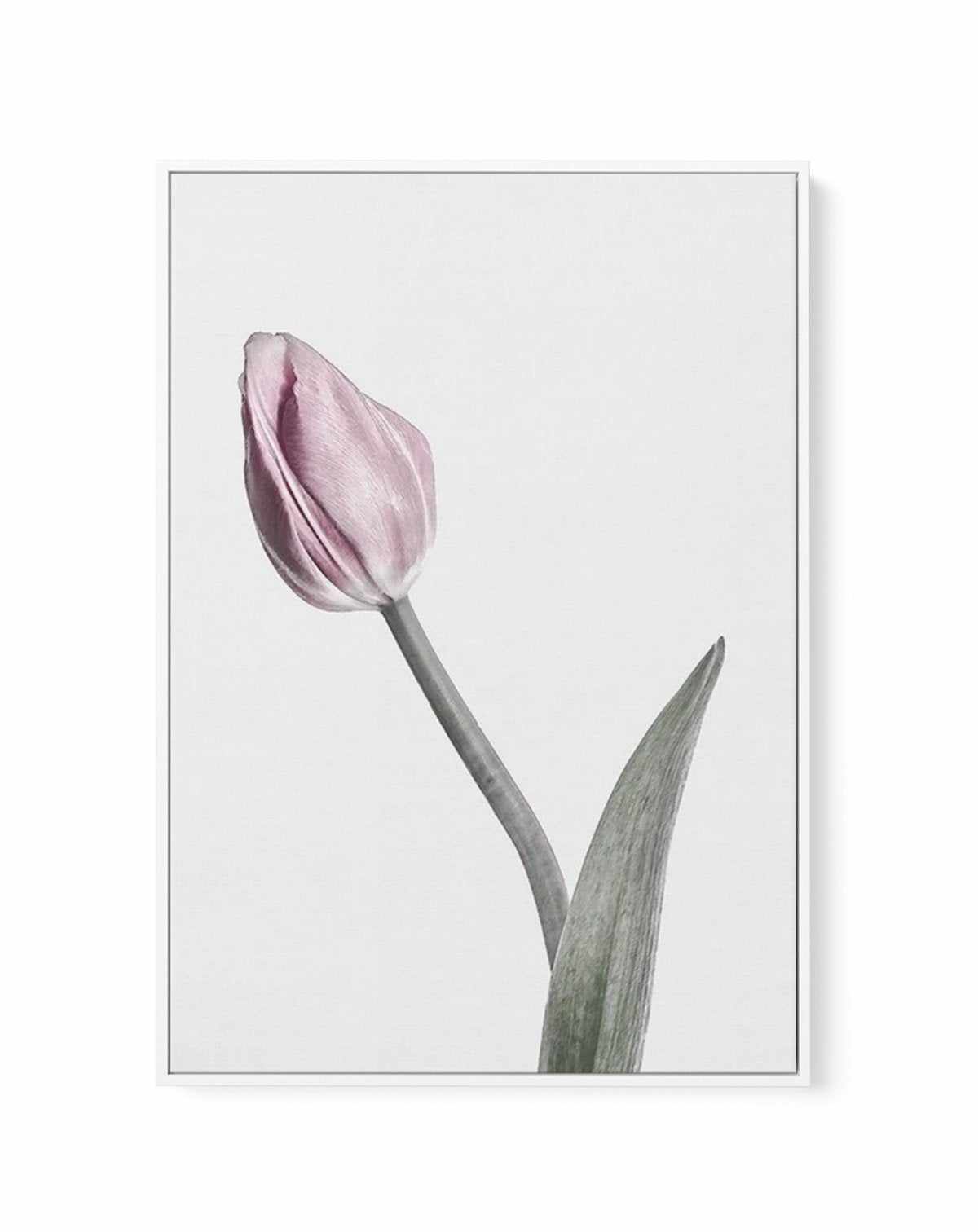 Pink Tulip Illustration I | Framed Canvas-CANVAS-You can shop wall art online with Olive et Oriel for everything from abstract art to fun kids wall art. Our beautiful modern art prints and canvas art are available from large canvas prints to wall art paintings and our proudly Australian artwork collection offers only the highest quality framed large wall art and canvas art Australia - You can buy fashion photography prints or Hampton print posters and paintings on canvas from Olive et Oriel and 