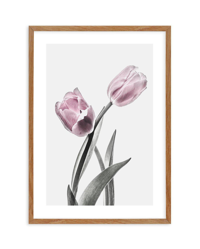 Pink Tulip Illustration II Art Print-PRINT-Olive et Oriel-Olive et Oriel-50x70 cm | 19.6" x 27.5"-Walnut-With White Border-Buy-Australian-Art-Prints-Online-with-Olive-et-Oriel-Your-Artwork-Specialists-Austrailia-Decorate-With-Coastal-Photo-Wall-Art-Prints-From-Our-Beach-House-Artwork-Collection-Fine-Poster-and-Framed-Artwork