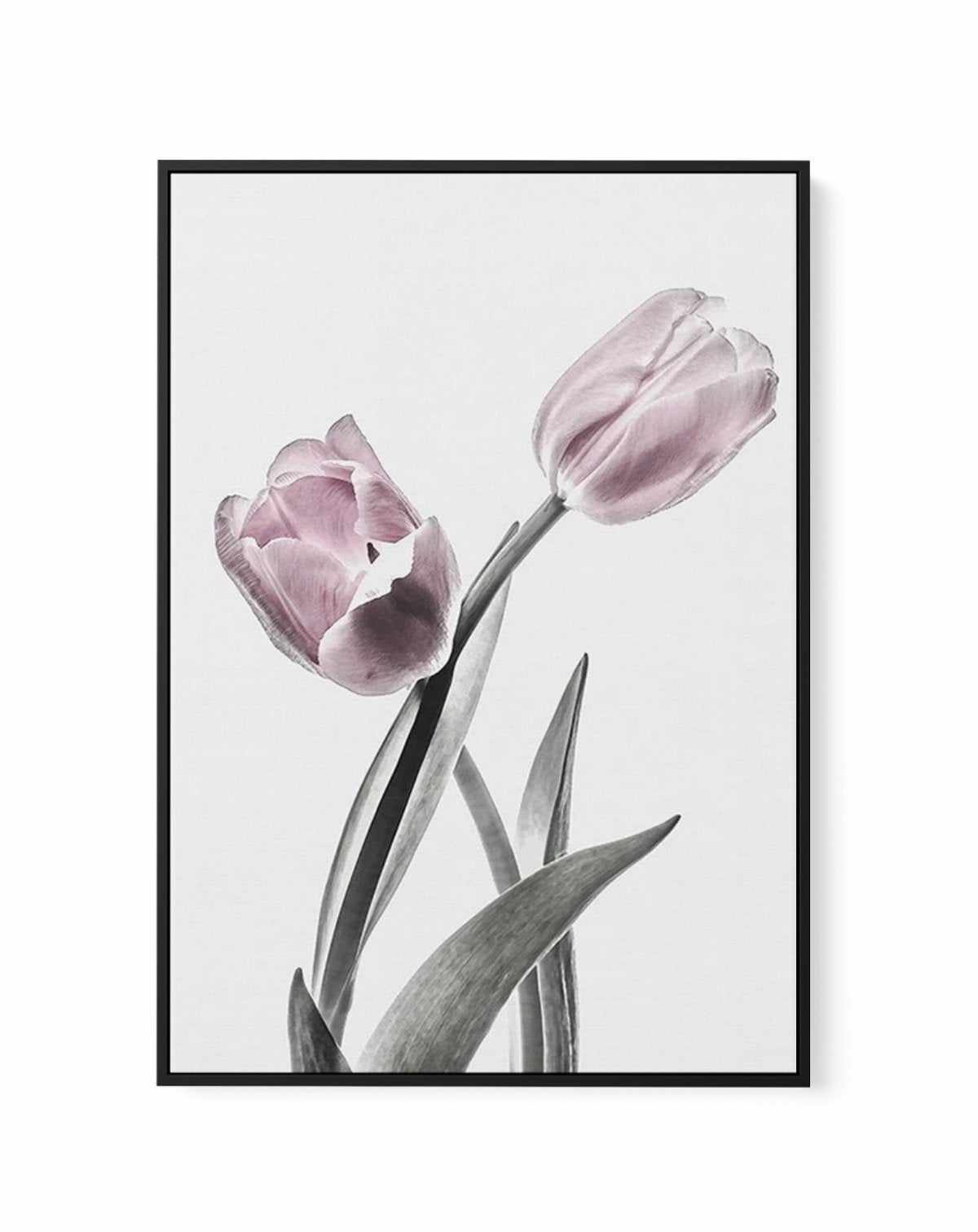 Pink Tulip Illustration II | Framed Canvas-CANVAS-You can shop wall art online with Olive et Oriel for everything from abstract art to fun kids wall art. Our beautiful modern art prints and canvas art are available from large canvas prints to wall art paintings and our proudly Australian artwork collection offers only the highest quality framed large wall art and canvas art Australia - You can buy fashion photography prints or Hampton print posters and paintings on canvas from Olive et Oriel and