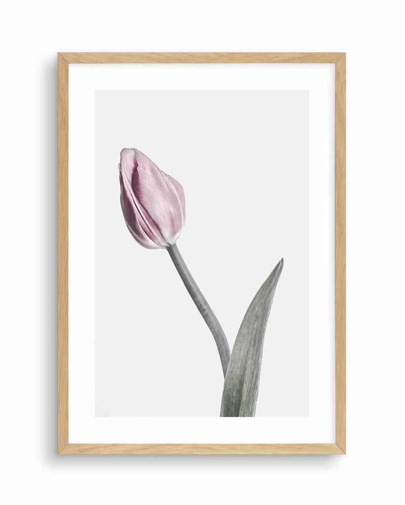 Pink Tulip Illustration I Art Print-PRINT-Olive et Oriel-Olive et Oriel-A4 | 8.3" x 11.7" | 21 x 29.7cm-Oak-With White Border-Buy-Australian-Art-Prints-Online-with-Olive-et-Oriel-Your-Artwork-Specialists-Austrailia-Decorate-With-Coastal-Photo-Wall-Art-Prints-From-Our-Beach-House-Artwork-Collection-Fine-Poster-and-Framed-Artwork