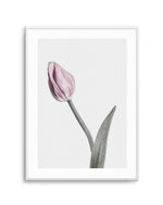 Pink Tulip Illustration I Art Print-PRINT-Olive et Oriel-Olive et Oriel-A4 | 8.3" x 11.7" | 21 x 29.7cm-Unframed Art Print-With White Border-Buy-Australian-Art-Prints-Online-with-Olive-et-Oriel-Your-Artwork-Specialists-Austrailia-Decorate-With-Coastal-Photo-Wall-Art-Prints-From-Our-Beach-House-Artwork-Collection-Fine-Poster-and-Framed-Artwork