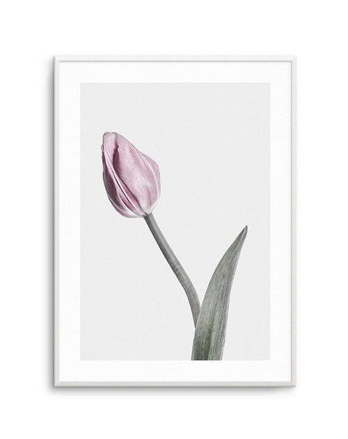 Pink Tulip Illustration I Art Print-PRINT-Olive et Oriel-Olive et Oriel-A4 | 8.3" x 11.7" | 21 x 29.7cm-Unframed Art Print-With White Border-Buy-Australian-Art-Prints-Online-with-Olive-et-Oriel-Your-Artwork-Specialists-Austrailia-Decorate-With-Coastal-Photo-Wall-Art-Prints-From-Our-Beach-House-Artwork-Collection-Fine-Poster-and-Framed-Artwork