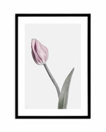 Pink Tulip Illustration I Art Print-PRINT-Olive et Oriel-Olive et Oriel-A4 | 8.3" x 11.7" | 21 x 29.7cm-Black-With White Border-Buy-Australian-Art-Prints-Online-with-Olive-et-Oriel-Your-Artwork-Specialists-Austrailia-Decorate-With-Coastal-Photo-Wall-Art-Prints-From-Our-Beach-House-Artwork-Collection-Fine-Poster-and-Framed-Artwork