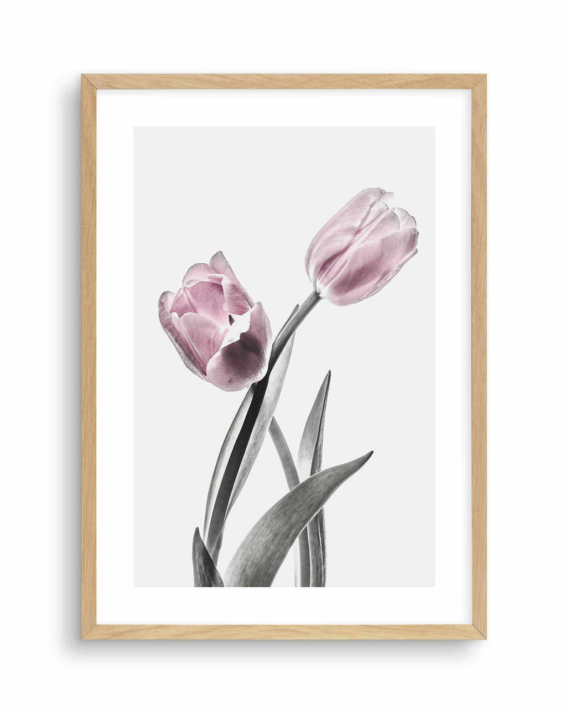 Pink Tulip Illustration II Art Print-PRINT-Olive et Oriel-Olive et Oriel-A4 | 8.3" x 11.7" | 21 x 29.7cm-Oak-With White Border-Buy-Australian-Art-Prints-Online-with-Olive-et-Oriel-Your-Artwork-Specialists-Austrailia-Decorate-With-Coastal-Photo-Wall-Art-Prints-From-Our-Beach-House-Artwork-Collection-Fine-Poster-and-Framed-Artwork