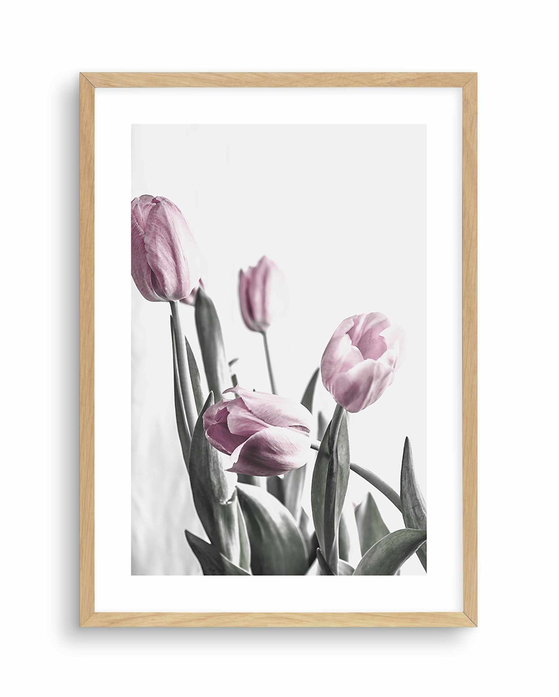 Pink Tulip Illustration III Art Print-PRINT-Olive et Oriel-Olive et Oriel-A4 | 8.3" x 11.7" | 21 x 29.7cm-Oak-With White Border-Buy-Australian-Art-Prints-Online-with-Olive-et-Oriel-Your-Artwork-Specialists-Austrailia-Decorate-With-Coastal-Photo-Wall-Art-Prints-From-Our-Beach-House-Artwork-Collection-Fine-Poster-and-Framed-Artwork