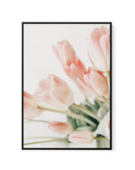 Pink Tulips I | Framed Canvas-CANVAS-You can shop wall art online with Olive et Oriel for everything from abstract art to fun kids wall art. Our beautiful modern art prints and canvas art are available from large canvas prints to wall art paintings and our proudly Australian artwork collection offers only the highest quality framed large wall art and canvas art Australia - You can buy fashion photography prints or Hampton print posters and paintings on canvas from Olive et Oriel and have them de