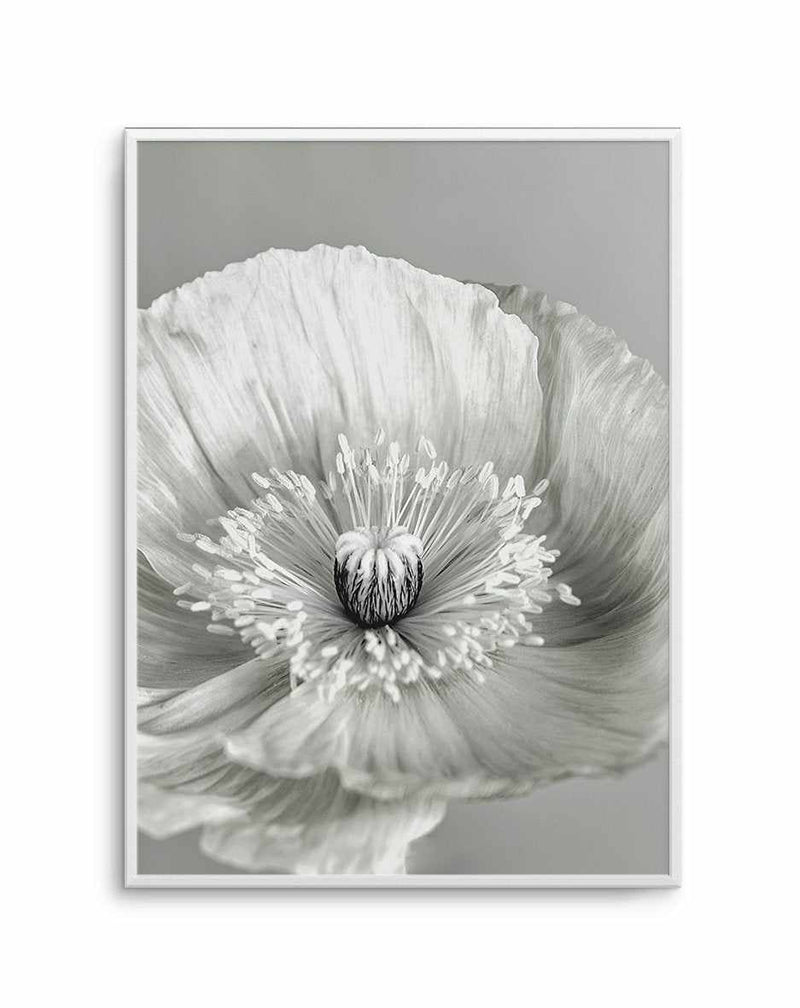 Poppy I | B&W Art Print-PRINT-Olive et Oriel-Olive et Oriel-A4 | 8.3" x 11.7" | 21 x 29.7cm-Unframed Art Print-With White Border-Buy-Australian-Art-Prints-Online-with-Olive-et-Oriel-Your-Artwork-Specialists-Austrailia-Decorate-With-Coastal-Photo-Wall-Art-Prints-From-Our-Beach-House-Artwork-Collection-Fine-Poster-and-Framed-Artwork
