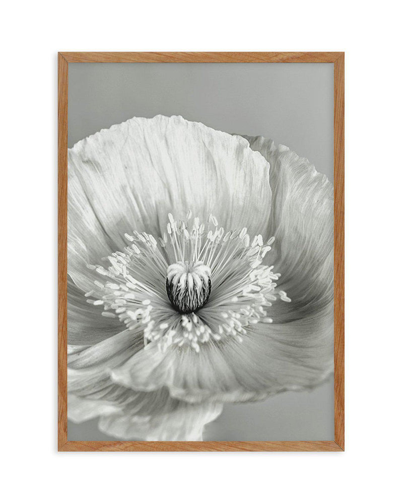Poppy I | B&W Art Print-PRINT-Olive et Oriel-Olive et Oriel-50x70 cm | 19.6" x 27.5"-Walnut-With White Border-Buy-Australian-Art-Prints-Online-with-Olive-et-Oriel-Your-Artwork-Specialists-Austrailia-Decorate-With-Coastal-Photo-Wall-Art-Prints-From-Our-Beach-House-Artwork-Collection-Fine-Poster-and-Framed-Artwork