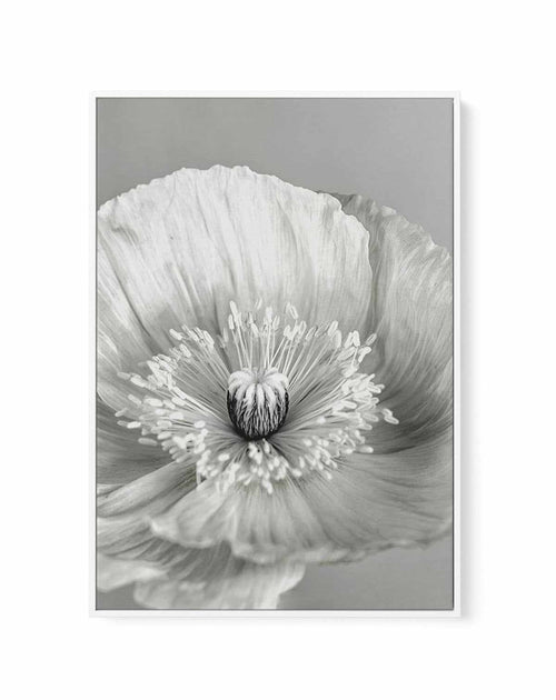 Poppy I | B&W | Framed Canvas-CANVAS-You can shop wall art online with Olive et Oriel for everything from abstract art to fun kids wall art. Our beautiful modern art prints and canvas art are available from large canvas prints to wall art paintings and our proudly Australian artwork collection offers only the highest quality framed large wall art and canvas art Australia - You can buy fashion photography prints or Hampton print posters and paintings on canvas from Olive et Oriel and have them de