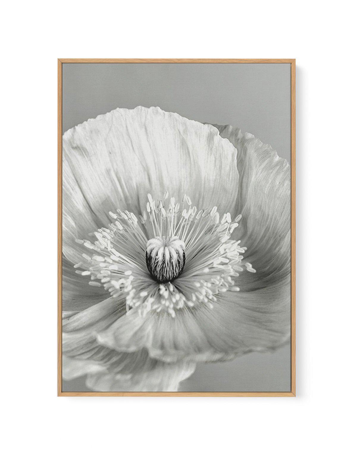 Poppy I | B&W | Framed Canvas-CANVAS-You can shop wall art online with Olive et Oriel for everything from abstract art to fun kids wall art. Our beautiful modern art prints and canvas art are available from large canvas prints to wall art paintings and our proudly Australian artwork collection offers only the highest quality framed large wall art and canvas art Australia - You can buy fashion photography prints or Hampton print posters and paintings on canvas from Olive et Oriel and have them de