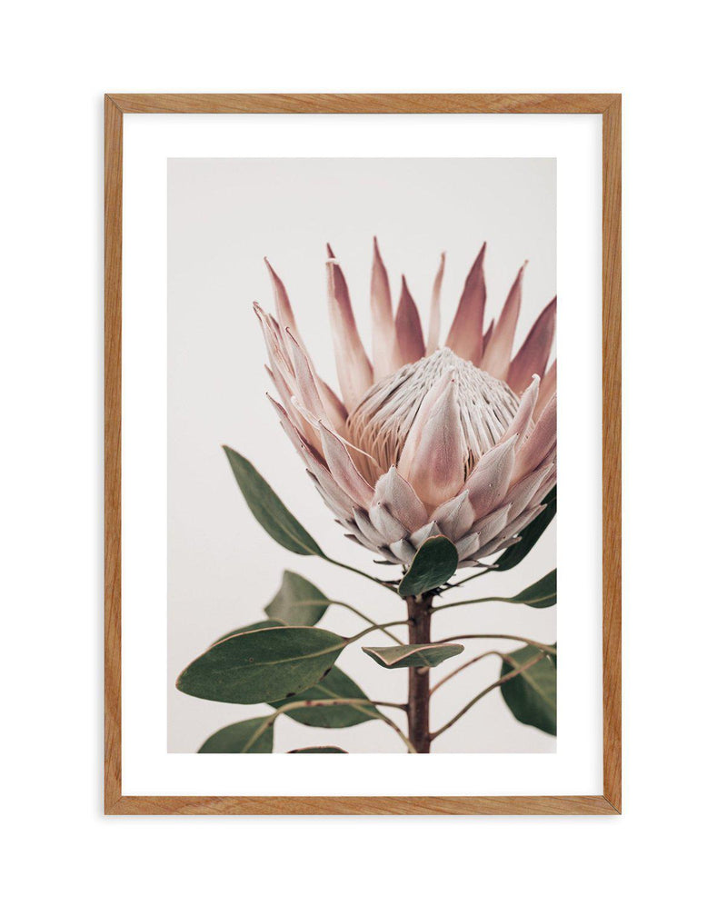 Protea in Overture I Art Print-PRINT-Olive et Oriel-Olive et Oriel-50x70 cm | 19.6" x 27.5"-Walnut-With White Border-Buy-Australian-Art-Prints-Online-with-Olive-et-Oriel-Your-Artwork-Specialists-Austrailia-Decorate-With-Coastal-Photo-Wall-Art-Prints-From-Our-Beach-House-Artwork-Collection-Fine-Poster-and-Framed-Artwork