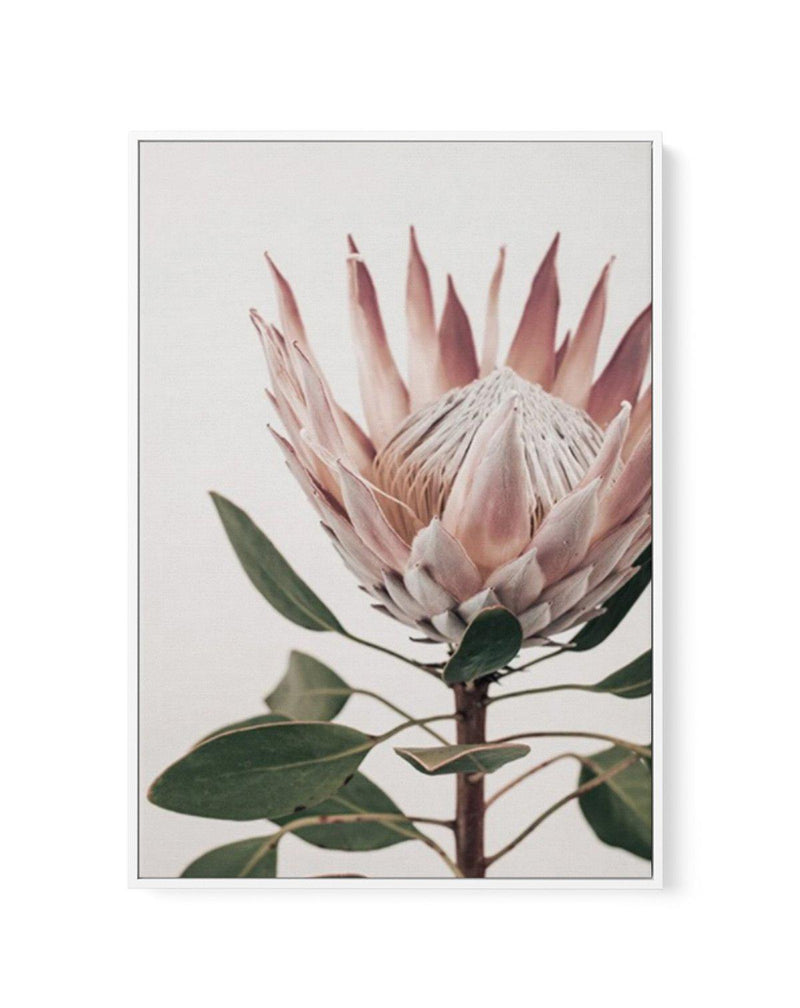 Protea in Overture I | Framed Canvas-CANVAS-You can shop wall art online with Olive et Oriel for everything from abstract art to fun kids wall art. Our beautiful modern art prints and canvas art are available from large canvas prints to wall art paintings and our proudly Australian artwork collection offers only the highest quality framed large wall art and canvas art Australia - You can buy fashion photography prints or Hampton print posters and paintings on canvas from Olive et Oriel and have 