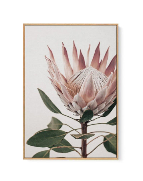 Protea in Overture I | Framed Canvas-CANVAS-You can shop wall art online with Olive et Oriel for everything from abstract art to fun kids wall art. Our beautiful modern art prints and canvas art are available from large canvas prints to wall art paintings and our proudly Australian artwork collection offers only the highest quality framed large wall art and canvas art Australia - You can buy fashion photography prints or Hampton print posters and paintings on canvas from Olive et Oriel and have 