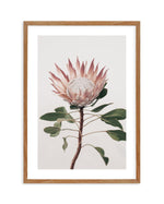 Protea in Overture II Art Print-PRINT-Olive et Oriel-Olive et Oriel-50x70 cm | 19.6" x 27.5"-Walnut-With White Border-Buy-Australian-Art-Prints-Online-with-Olive-et-Oriel-Your-Artwork-Specialists-Austrailia-Decorate-With-Coastal-Photo-Wall-Art-Prints-From-Our-Beach-House-Artwork-Collection-Fine-Poster-and-Framed-Artwork