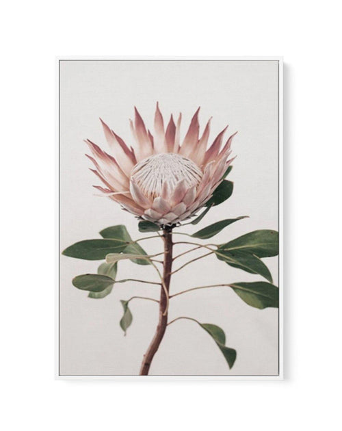 Protea in Overture II | Framed Canvas-CANVAS-You can shop wall art online with Olive et Oriel for everything from abstract art to fun kids wall art. Our beautiful modern art prints and canvas art are available from large canvas prints to wall art paintings and our proudly Australian artwork collection offers only the highest quality framed large wall art and canvas art Australia - You can buy fashion photography prints or Hampton print posters and paintings on canvas from Olive et Oriel and have