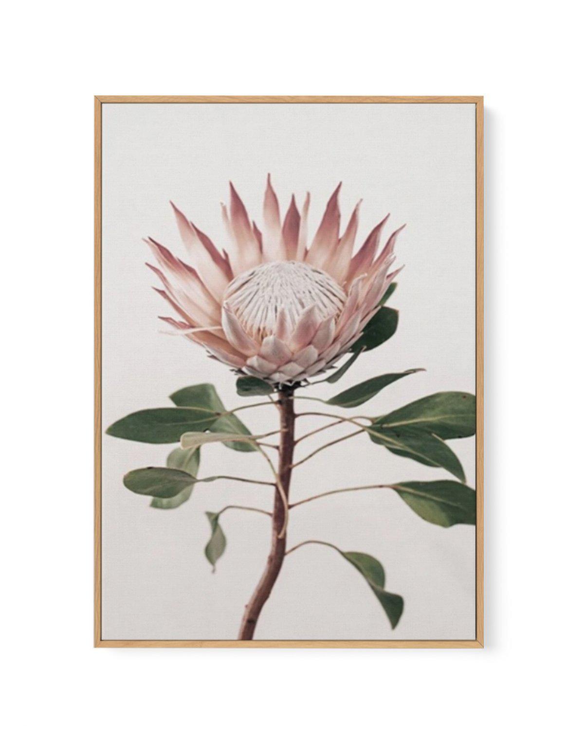 Protea in Overture II | Framed Canvas-CANVAS-You can shop wall art online with Olive et Oriel for everything from abstract art to fun kids wall art. Our beautiful modern art prints and canvas art are available from large canvas prints to wall art paintings and our proudly Australian artwork collection offers only the highest quality framed large wall art and canvas art Australia - You can buy fashion photography prints or Hampton print posters and paintings on canvas from Olive et Oriel and have