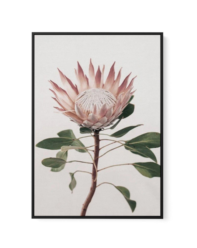 Protea in Overture II | Framed Canvas-CANVAS-You can shop wall art online with Olive et Oriel for everything from abstract art to fun kids wall art. Our beautiful modern art prints and canvas art are available from large canvas prints to wall art paintings and our proudly Australian artwork collection offers only the highest quality framed large wall art and canvas art Australia - You can buy fashion photography prints or Hampton print posters and paintings on canvas from Olive et Oriel and have
