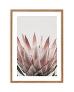 Protea in Overture III Art Print-PRINT-Olive et Oriel-Olive et Oriel-50x70 cm | 19.6" x 27.5"-Walnut-With White Border-Buy-Australian-Art-Prints-Online-with-Olive-et-Oriel-Your-Artwork-Specialists-Austrailia-Decorate-With-Coastal-Photo-Wall-Art-Prints-From-Our-Beach-House-Artwork-Collection-Fine-Poster-and-Framed-Artwork