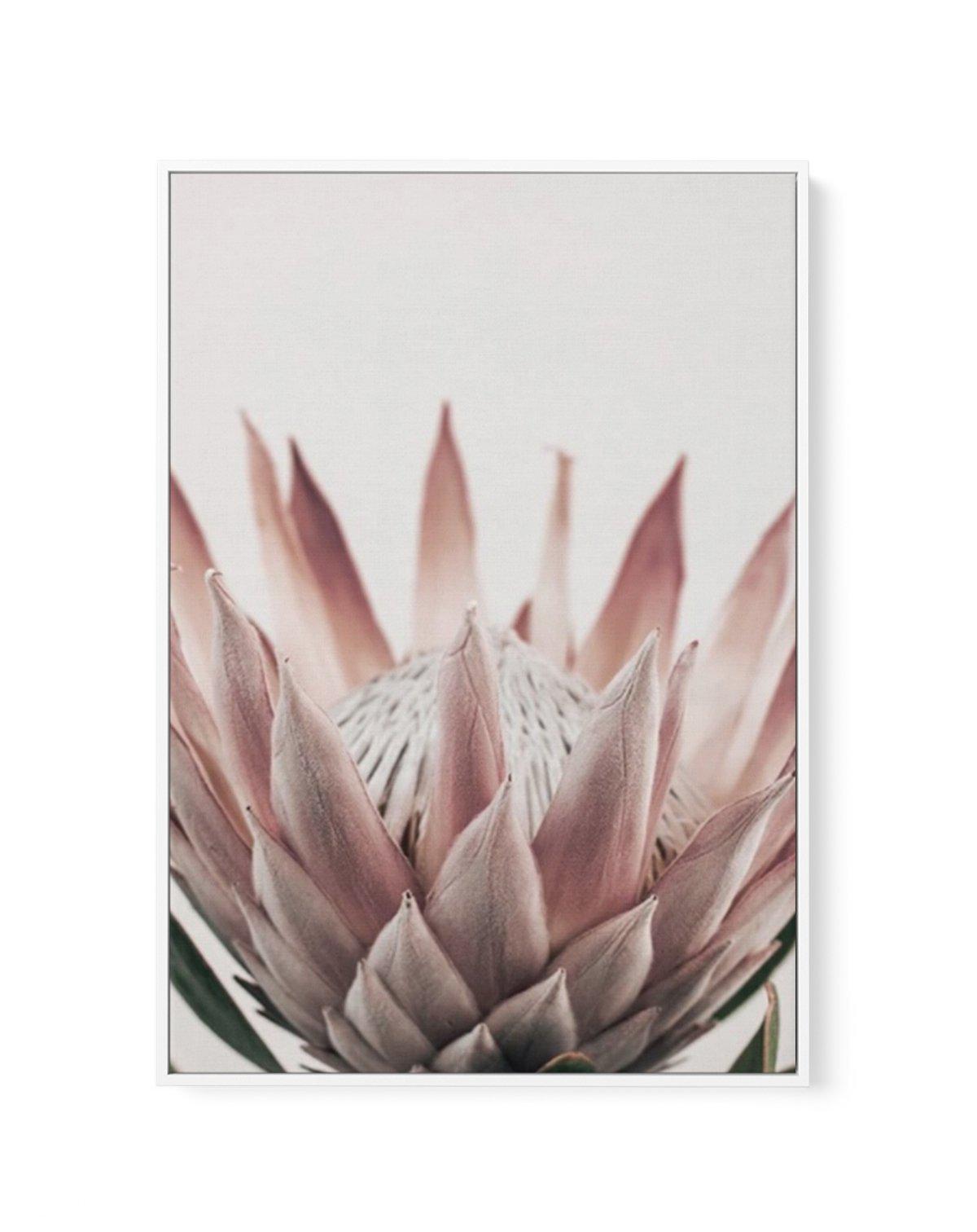 Protea in Overture III | Framed Canvas-CANVAS-You can shop wall art online with Olive et Oriel for everything from abstract art to fun kids wall art. Our beautiful modern art prints and canvas art are available from large canvas prints to wall art paintings and our proudly Australian artwork collection offers only the highest quality framed large wall art and canvas art Australia - You can buy fashion photography prints or Hampton print posters and paintings on canvas from Olive et Oriel and hav