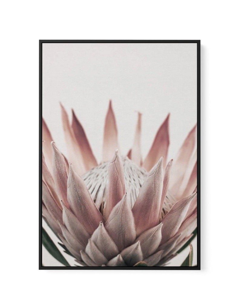 Protea in Overture III | Framed Canvas-CANVAS-You can shop wall art online with Olive et Oriel for everything from abstract art to fun kids wall art. Our beautiful modern art prints and canvas art are available from large canvas prints to wall art paintings and our proudly Australian artwork collection offers only the highest quality framed large wall art and canvas art Australia - You can buy fashion photography prints or Hampton print posters and paintings on canvas from Olive et Oriel and hav