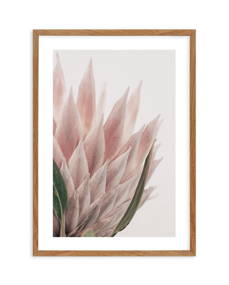 Protea in Overture IV Art Print-PRINT-Olive et Oriel-Olive et Oriel-50x70 cm | 19.6" x 27.5"-Walnut-With White Border-Buy-Australian-Art-Prints-Online-with-Olive-et-Oriel-Your-Artwork-Specialists-Austrailia-Decorate-With-Coastal-Photo-Wall-Art-Prints-From-Our-Beach-House-Artwork-Collection-Fine-Poster-and-Framed-Artwork